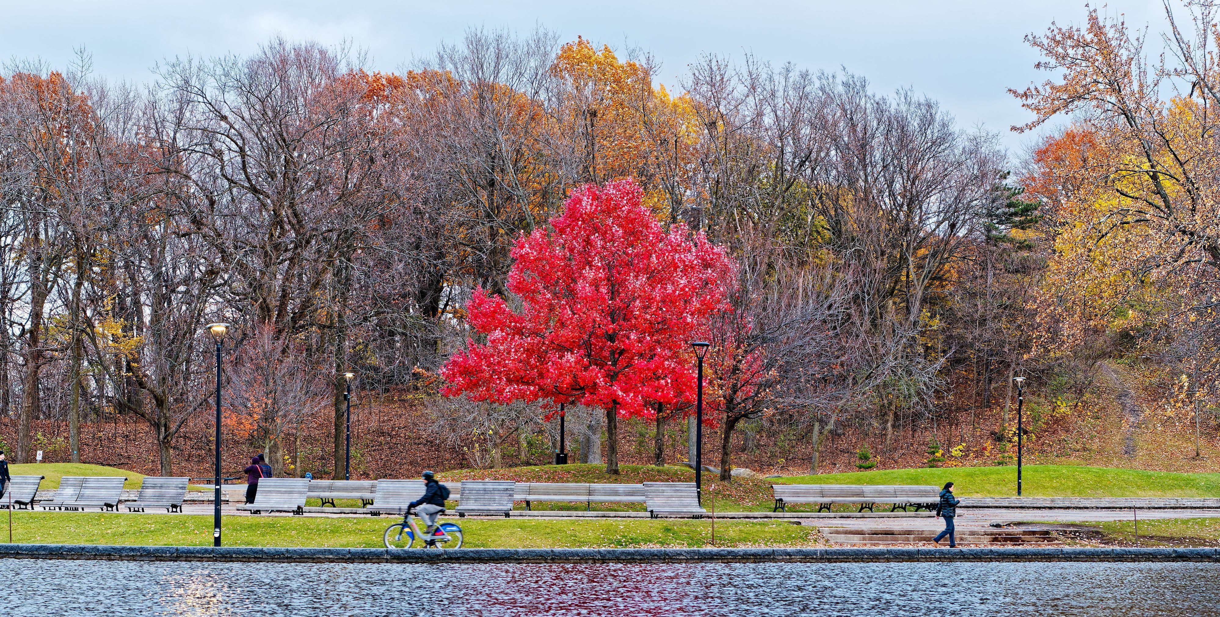 Beaver Lake Tree